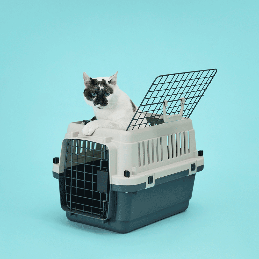 Caixa de Transporte para Cães e Gatos Open Top Gomoov - Imagem 12