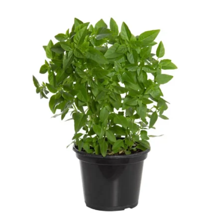 Manjericão Planta Natural Pote 15