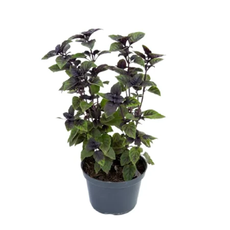 Manjericão Roxo Liso Planta Natural Pote 11