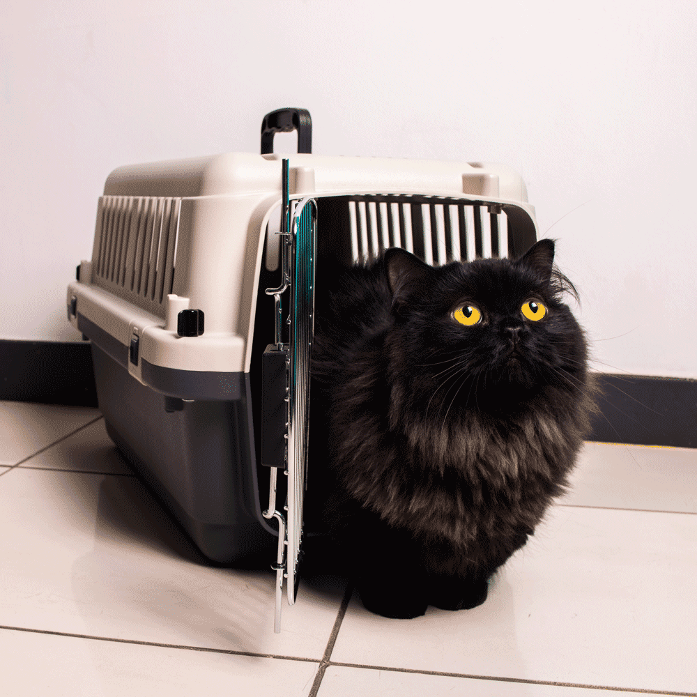 Caixa de Transporte para Cães e Gatos Gomoov - Imagem 9