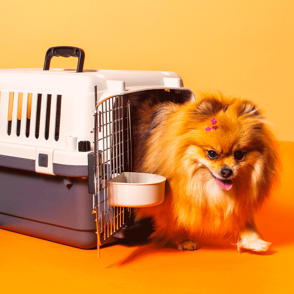 Caixa de Transporte para Cães e Gatos Gomoov - Imagem 24
