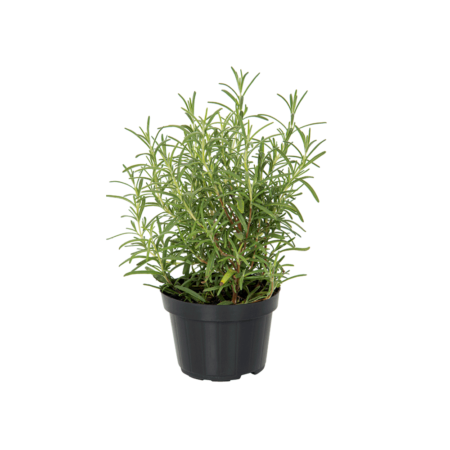 Alecrim - Planta Natural Pote 11