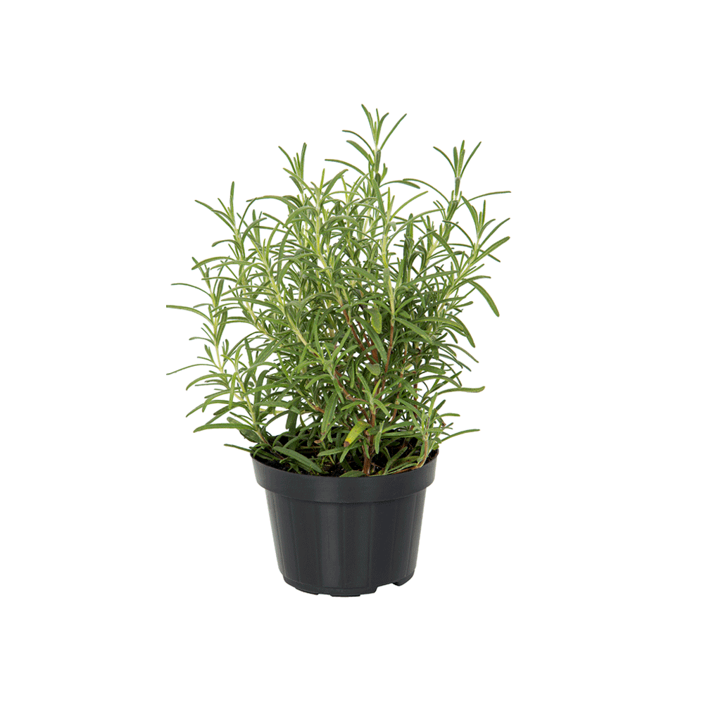 Alecrim - Planta Natural Pote 11