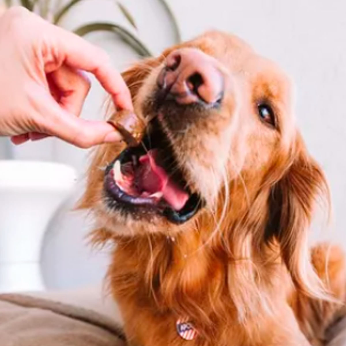 Antipulgas e Carrapatos Bravecto 10 kg a 20 kg Cães 500mg - Imagem 9