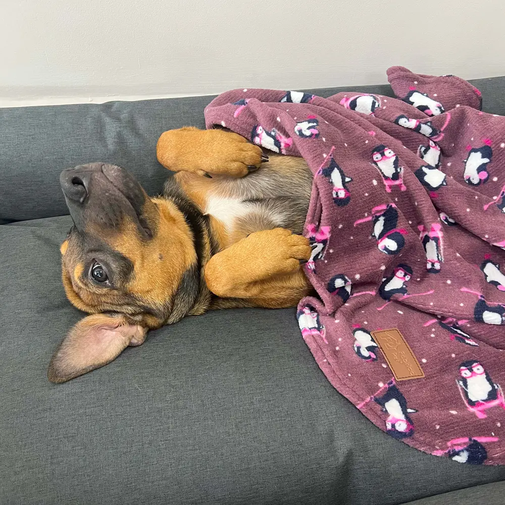 Cobertor Ultra Soft Pinguim Fábrica Pet - Imagem 4