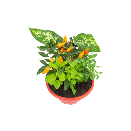 Coquetel Sete Ervas Natural Cuia 21
