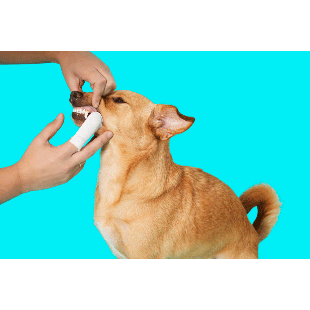 Dedal Care Higiene Bucal Pet Clean - Imagem 4