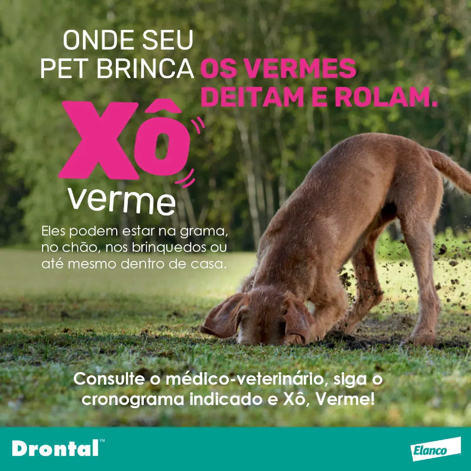 Vermífugo Drontal Plus + Sabor para Cães 10kg - Imagem 21