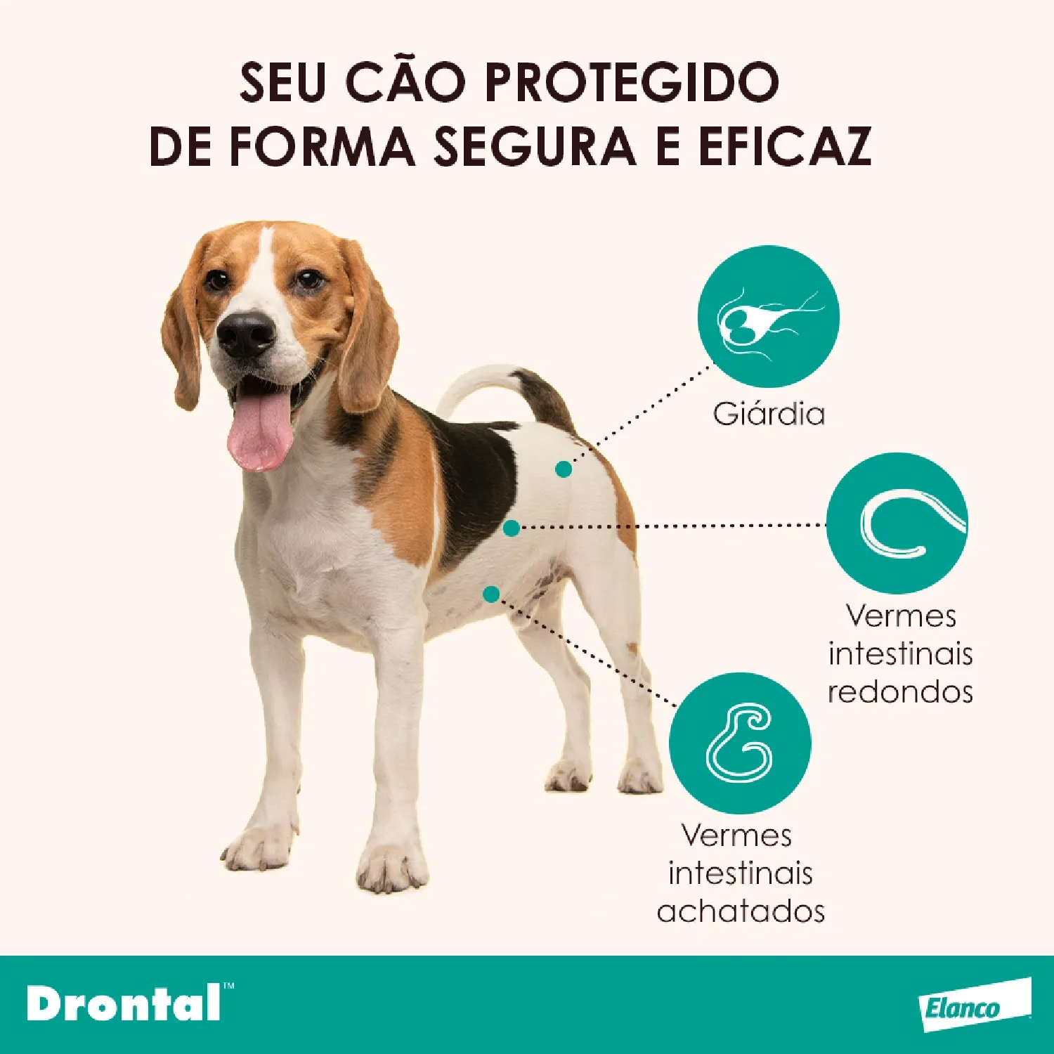 Vermífugo Drontal Plus + Sabor para Cães 10kg - Imagem 15