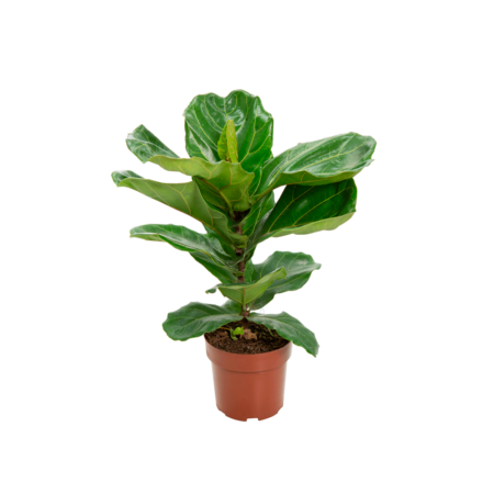 Ficus Lyrata Planta Natural Pote 17