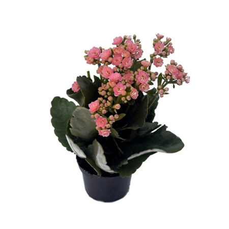 Flor Kalandiva Natural Pote 11