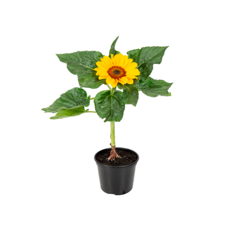 Girassol Planta Natural Pote 14