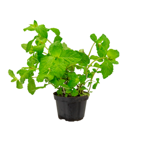 Hortelã - Planta Natural Pote 11