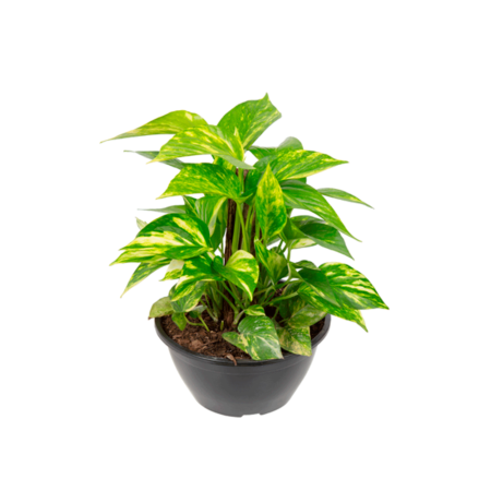 Jiboia Verde Planta Natural Cuia 21