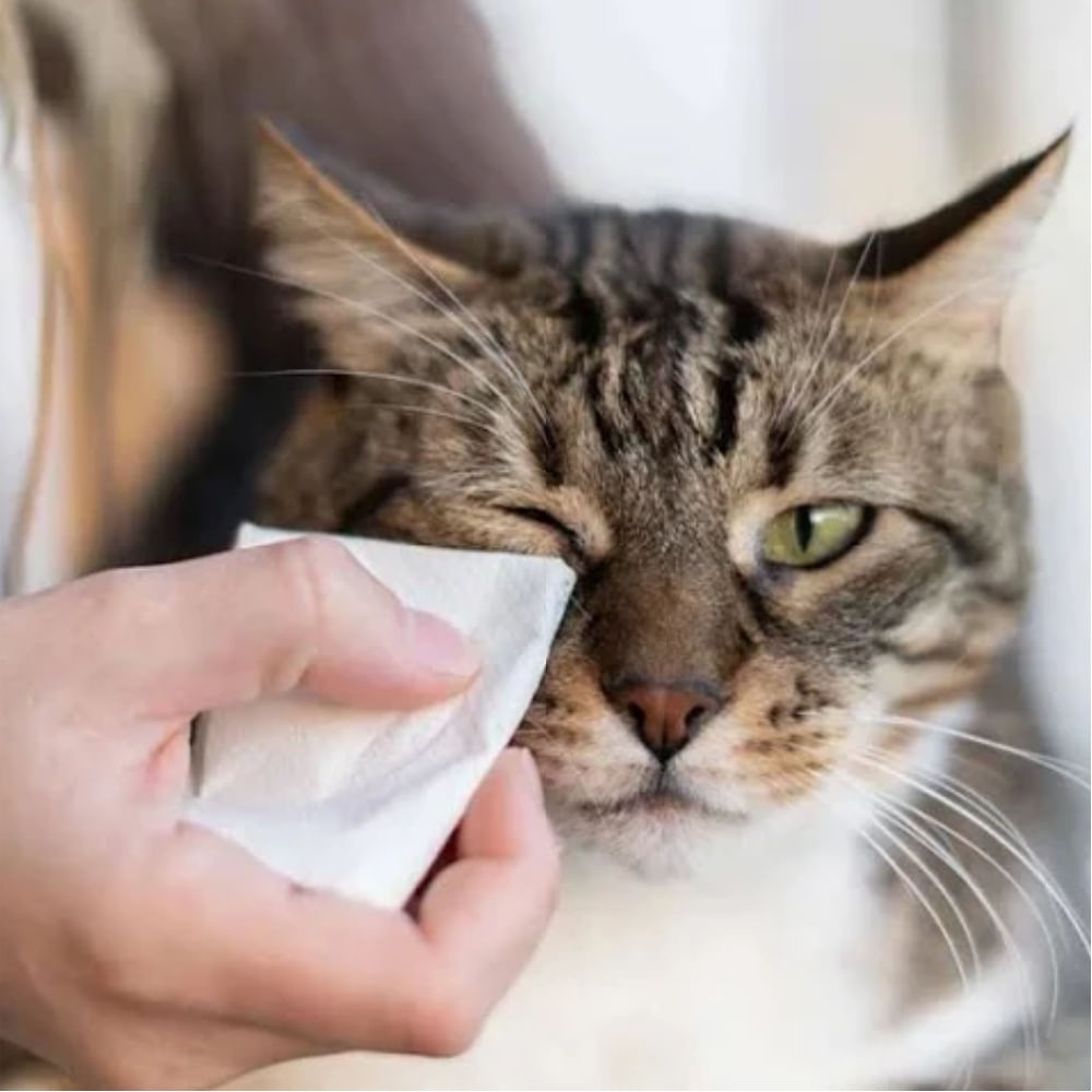 Lenços Umedecidos para Gatos Animalíssimo - Imagem 2
