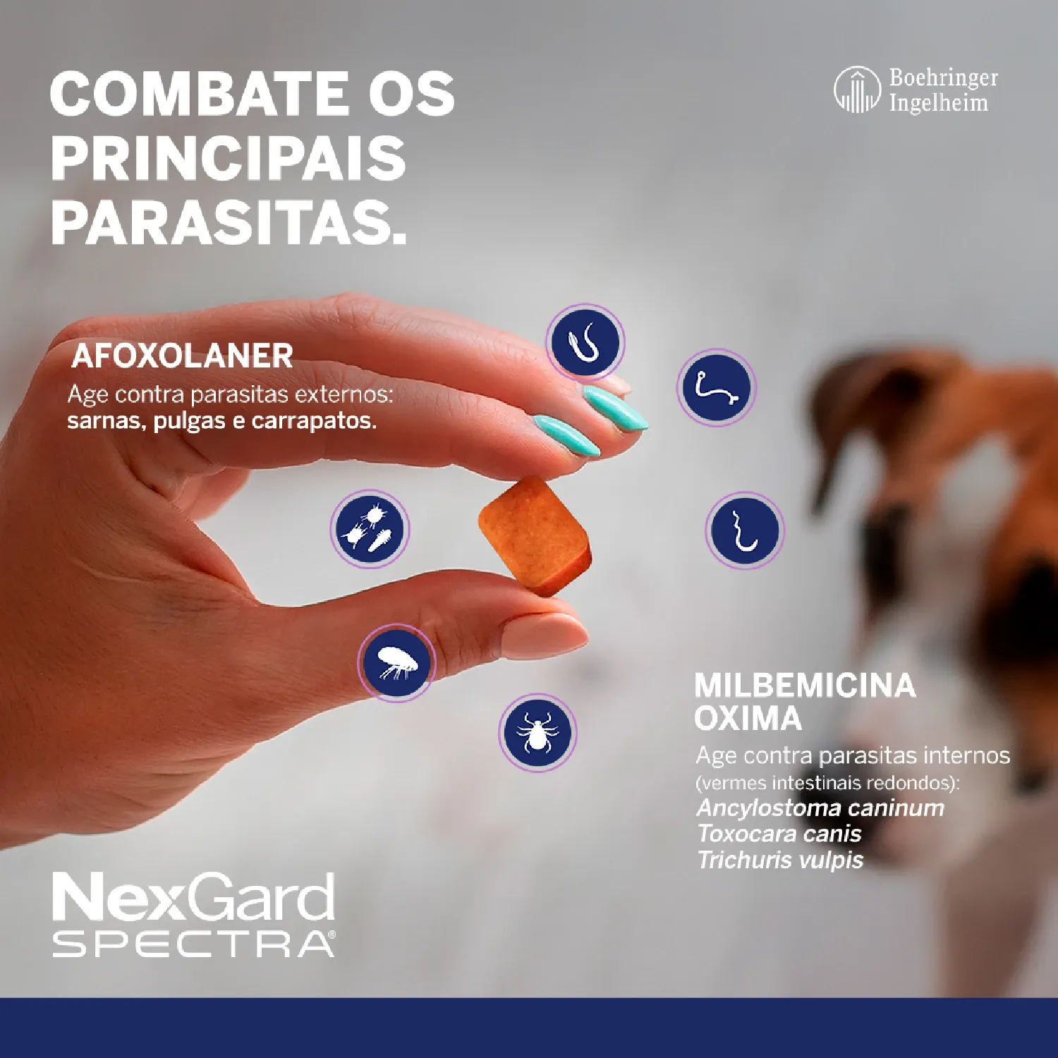 NexGard Spectra Antipulgas e Vermífugo Cães 7,6kg a 15kg - Imagem 4
