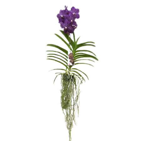 Orquídea Vanda 1 Haste Cesta Vazada