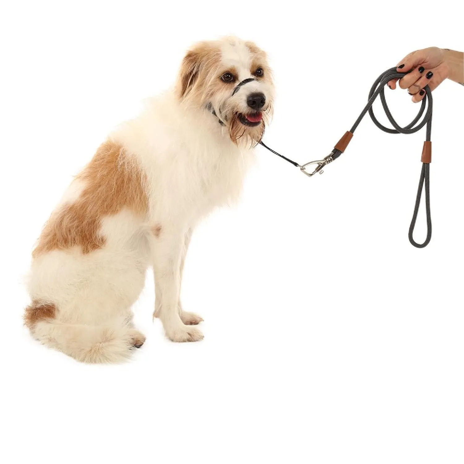 Coleira Cabresto para Cães Toh Preta - Imagem 6