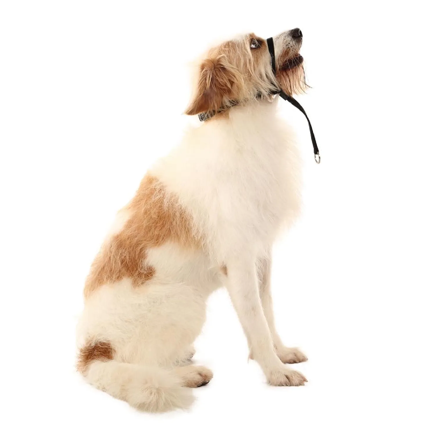 Coleira Cabresto para Cães Toh Preta - Imagem 8