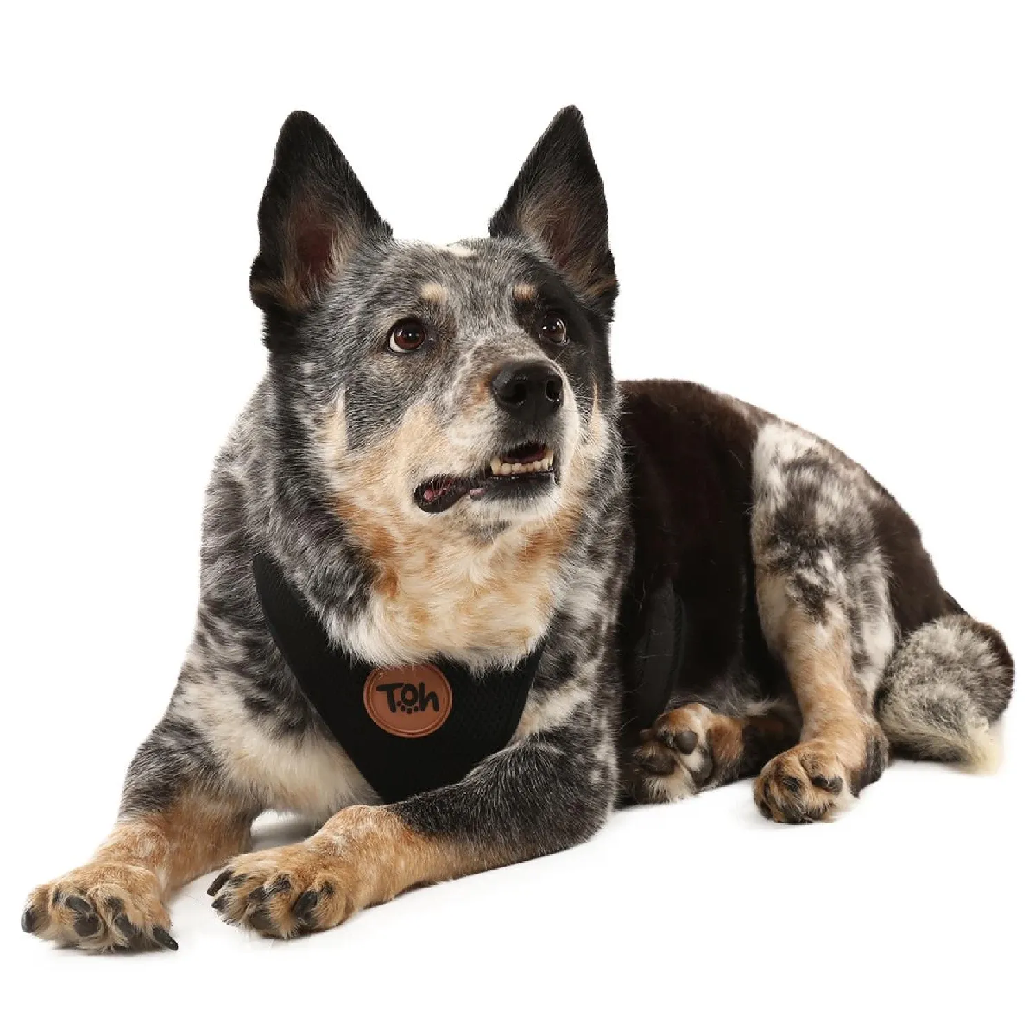 Peitoral H Mesh para Cães Toh Preto - Imagem 12