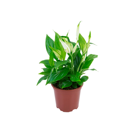 Spathiphyllum - Lírio da Paz Pote 11
