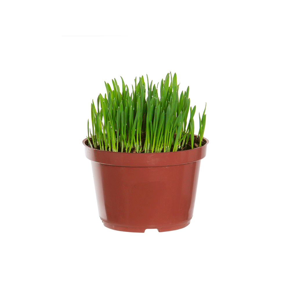Vaso Aveia Graminha para Pets PT11