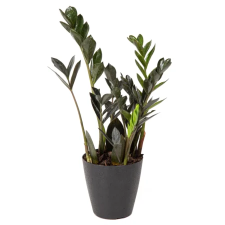 Zamioculca Dark Zamicro Pote 11