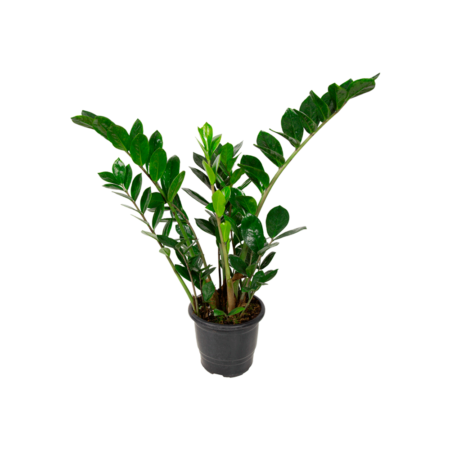 Zamioculca - Planta da Fortuna Pote 17